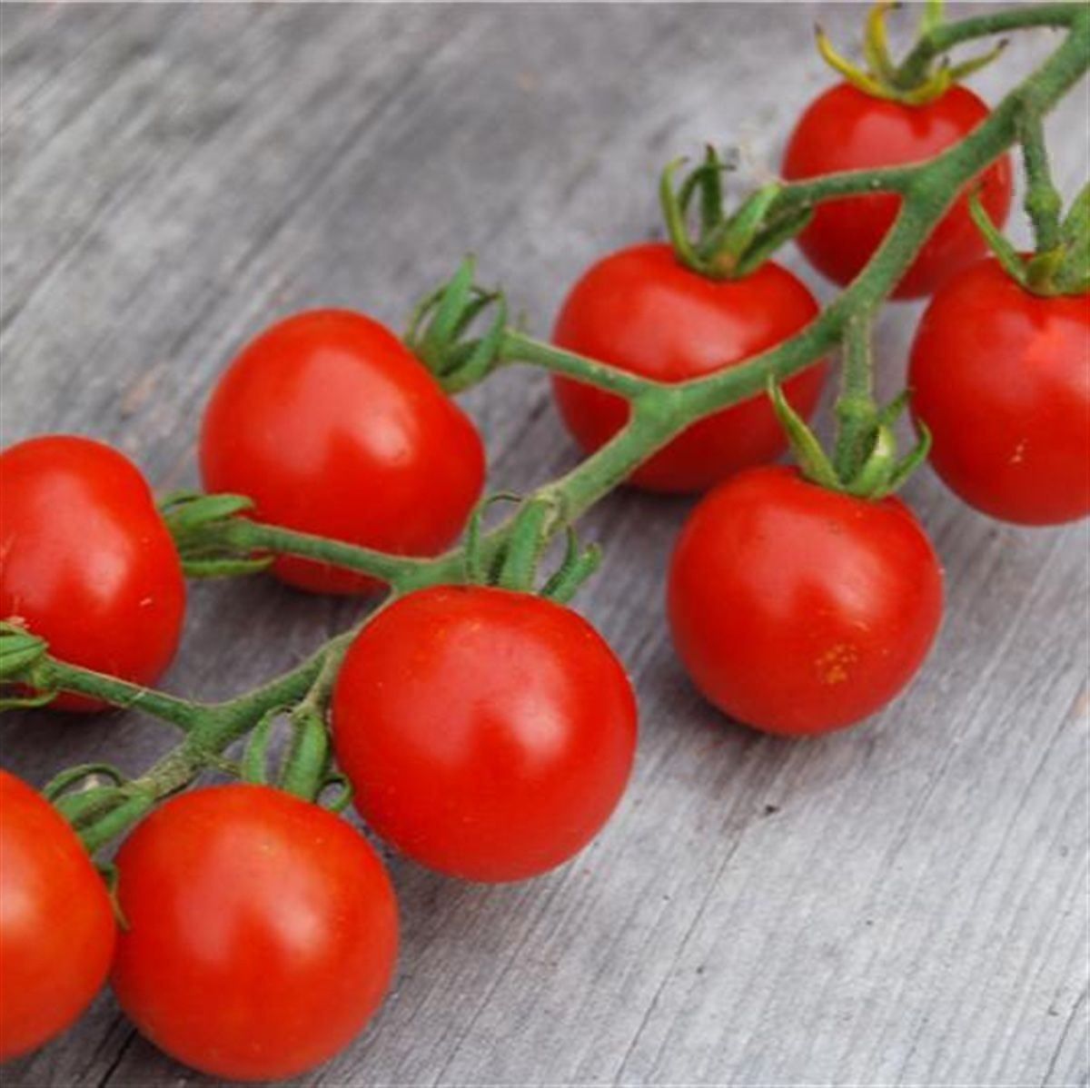 Piante & sementi: 50 Samen GARDENERS DELIGHT Kirschtomate – Nuovo (secondo la descrizione) da Ehrendingen venduto da VerveinaSamen 4