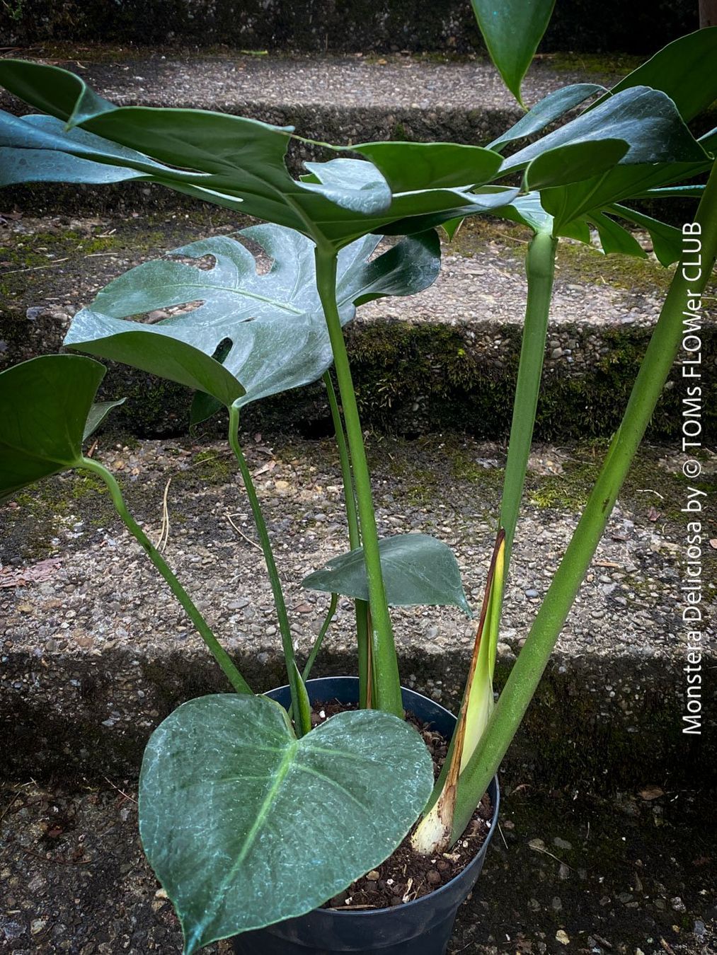 Piante & sementi: Monstera Deliciosa - echte, gross-blättrige Grundform – Nuovo e nell'imballaggio originale da Adliswil venduto da astom369 2