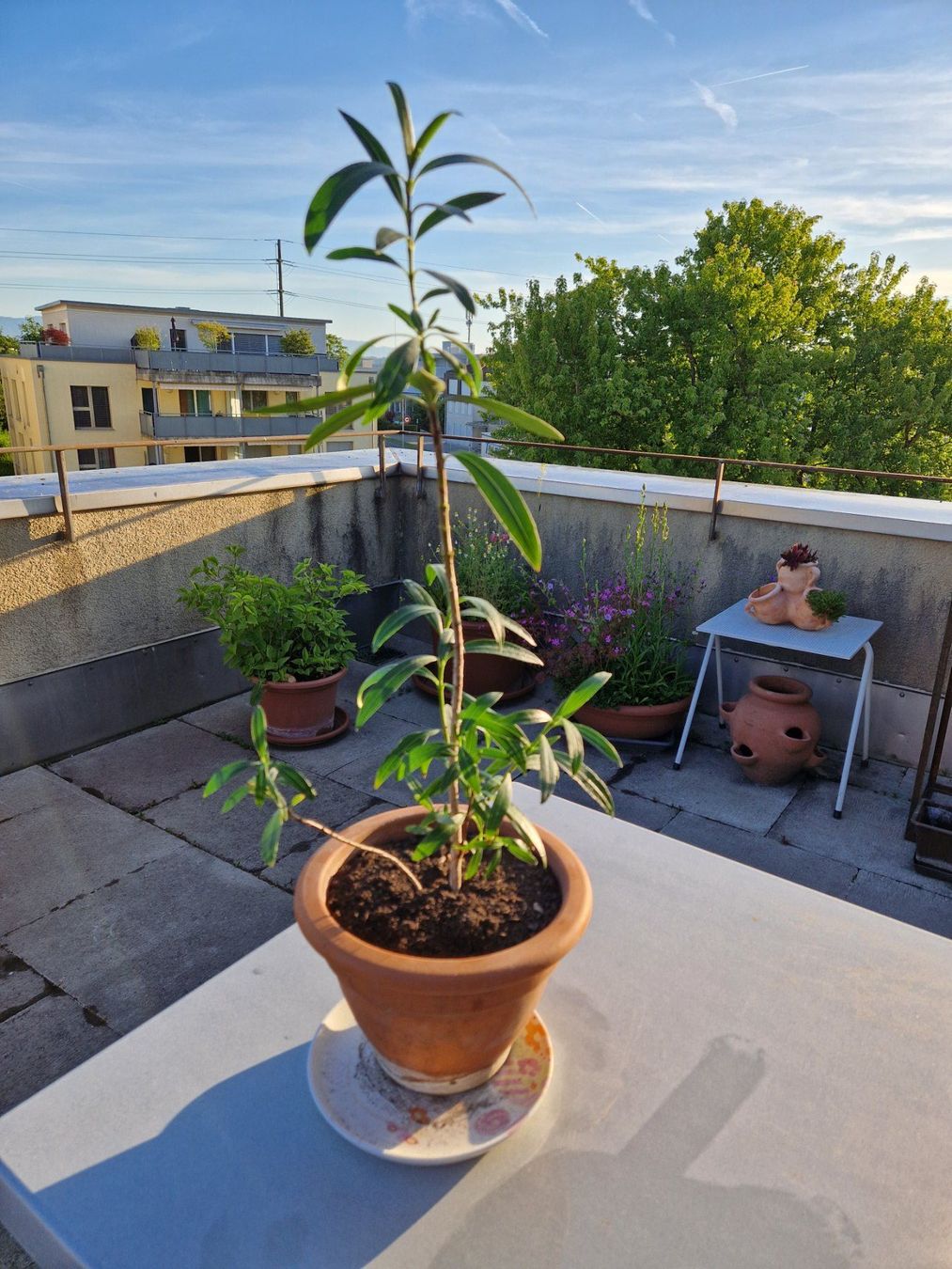 Piante & sementi: Oleander dunkelrosa blühend, Terrassenpflanze – Usato da Münchenbuchsee venduto da Aare22