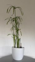 Zyperngras (Cyperus) in Hydrokultur-pflegeleicht & dekorativ