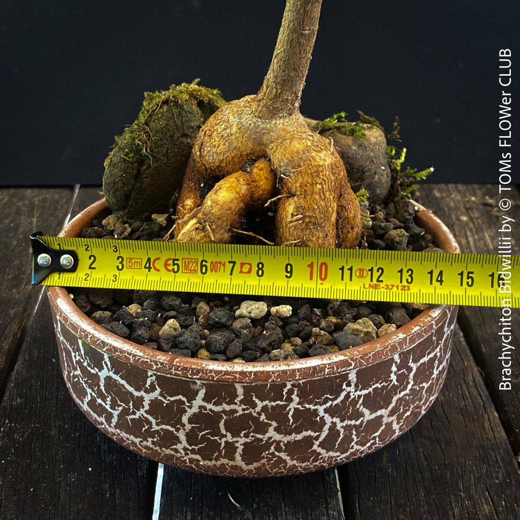Piante & sementi: Brachychiton Bidwillii - Bonsai Bäumchen - Flaschenbaum – Nuovo e nell'imballaggio originale da Adliswil venduto da astom369 8