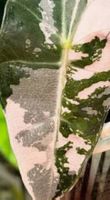 🤩Alocasia Amazonica Pink/Albo Variegata Rhizom 