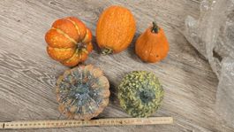 5 Deko Kürbisse Herbst Deko