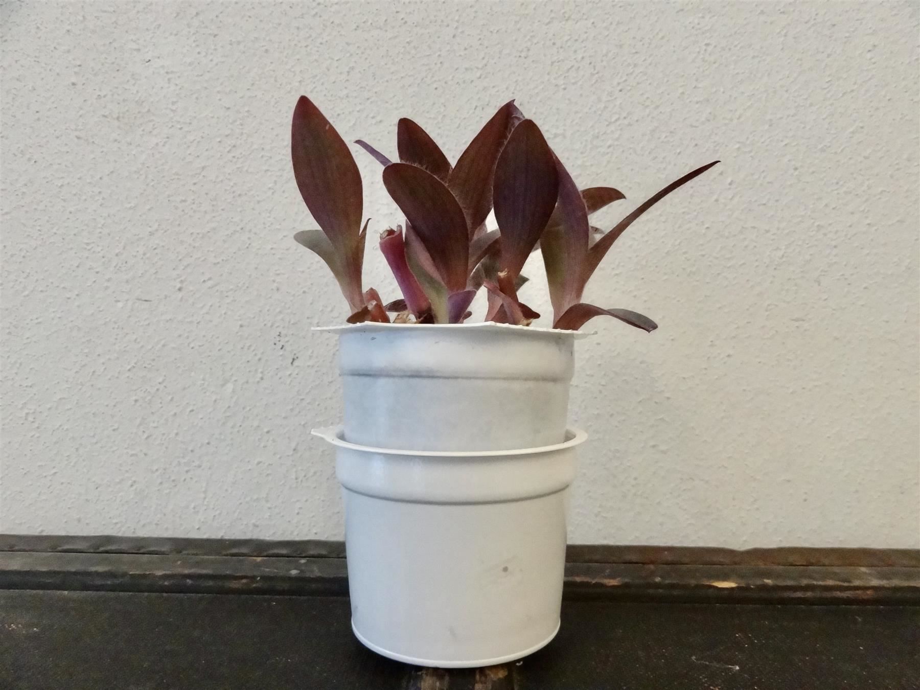 Piante & sementi: Mexikanische Dreimasterblume violett – Nuovo e nell'imballaggio originale da Kerzers venduto da zimmergruen 6
