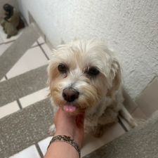 Profile image of Pichi_bee