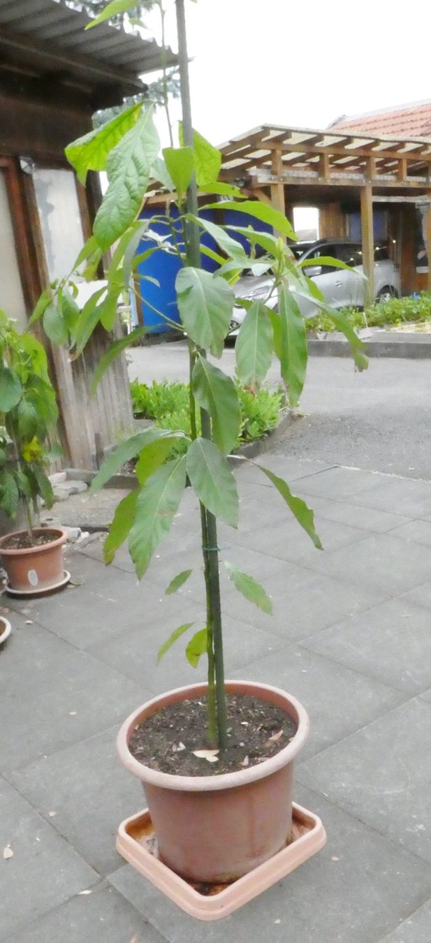 Pflanzen & Samen: Avocado 170 cm. – Gebraucht aus Siebnen von GluckPilz5684