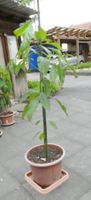 Avocado 170 cm.