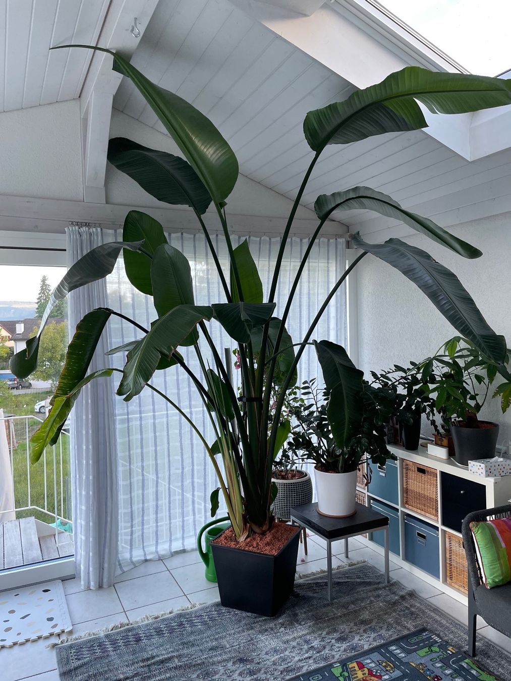 Piante & sementi: Grosse Strelitzia Zimmerpflanze in Seramis-Topf – Usato da Blauen venduto da Cabriofox