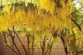 Cytise  (Laburnum anagyroides) 10g
