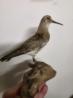 Präparat Alpenstrandläufer