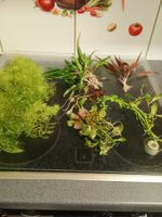 XXL Pflanzen Paket Aquarium Wasserpflanzen
