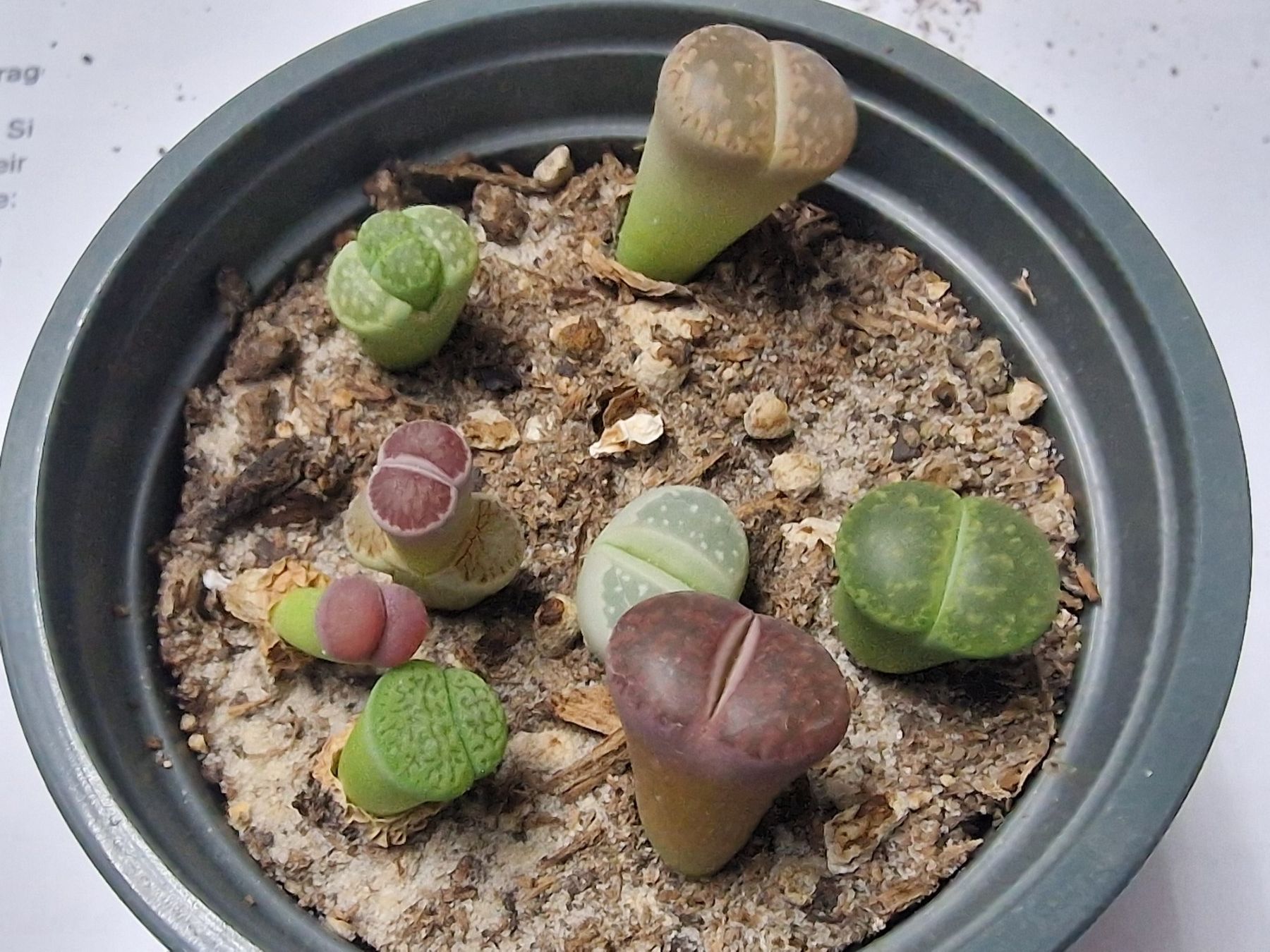 Piante & sementi: Lithops Mix, Lebende Steine, 8 Stück – Usato da Uerkheim venduto da Justi.y 1