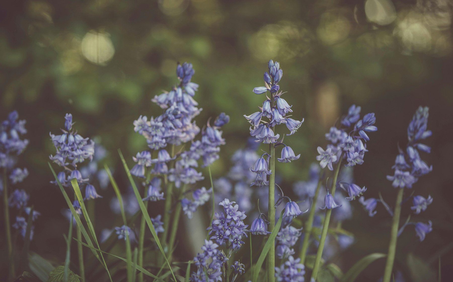 Ghirlande e barre luminose: Gehäkelte Bluebell Lichterkette – Nuovo (secondo la descrizione) da Grosswangen venduto da Shateiel 6