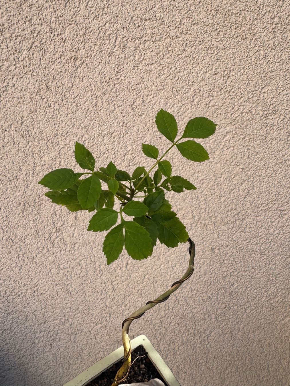 Pflanzen & Samen: Eschen Bonsai im Topf – Gebraucht aus Rümlang von Gruseh.ch 2