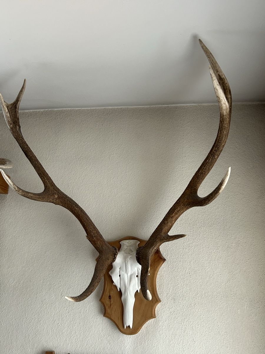 Autres collections & raretés: Trophäe Hirsch Geweih Hirschstier – D'occasion à Davos Platz par cilgia08
