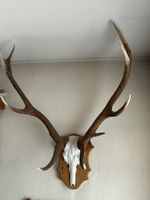 Trophäe Hirsch Stier ungerader 12-Ender