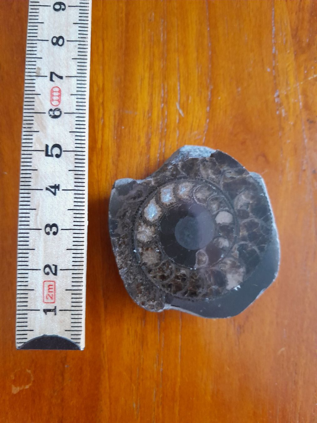 Fossili: Petite ammonite – Usato da La Chaux-de-Fonds venduto da AntoineKolbl 2
