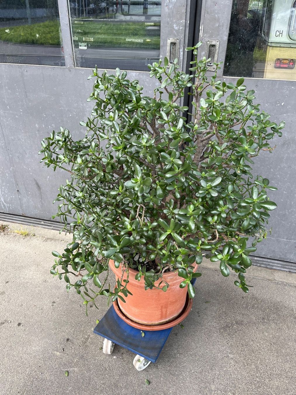 Piante & sementi: Geldbaum (crassula ovata) – Usato da Baar venduto da Rally037