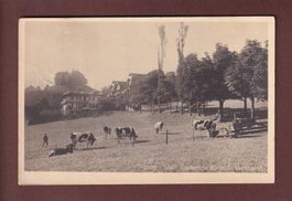 BAINS DE MONTBARRY - Vaches - 1917