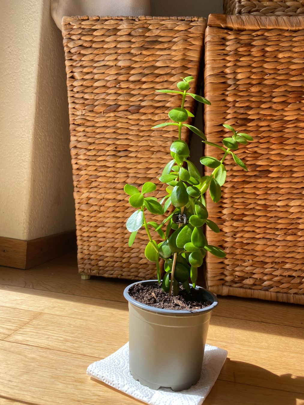 Pflanzen & Samen: Portulacaria afra (Jadebaum, Speckbaum oder Elefantenbaum) – Gebraucht aus Thalwil von gb_ea2000 1