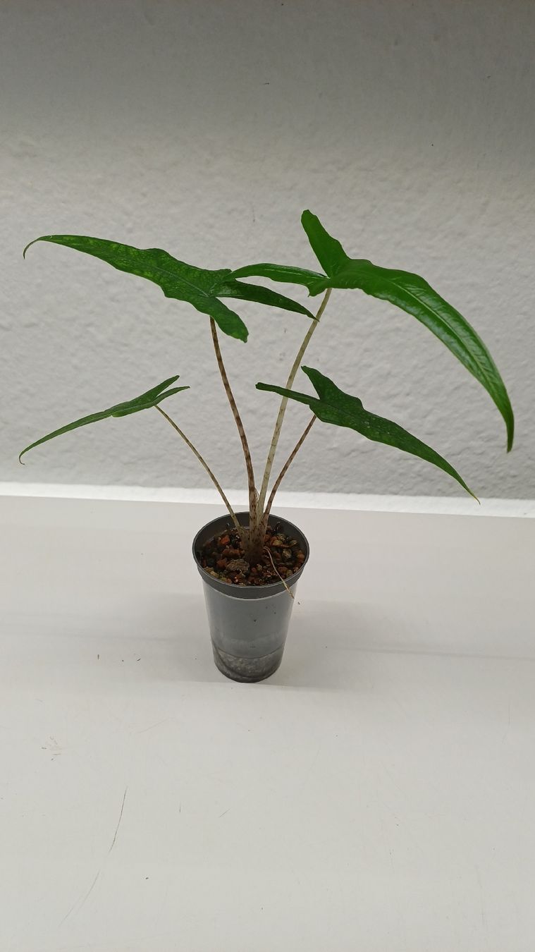 Pflanzen & Samen: Alocasia Sabrina Narrow – Gebraucht aus Bern von uwi_8t7x 1