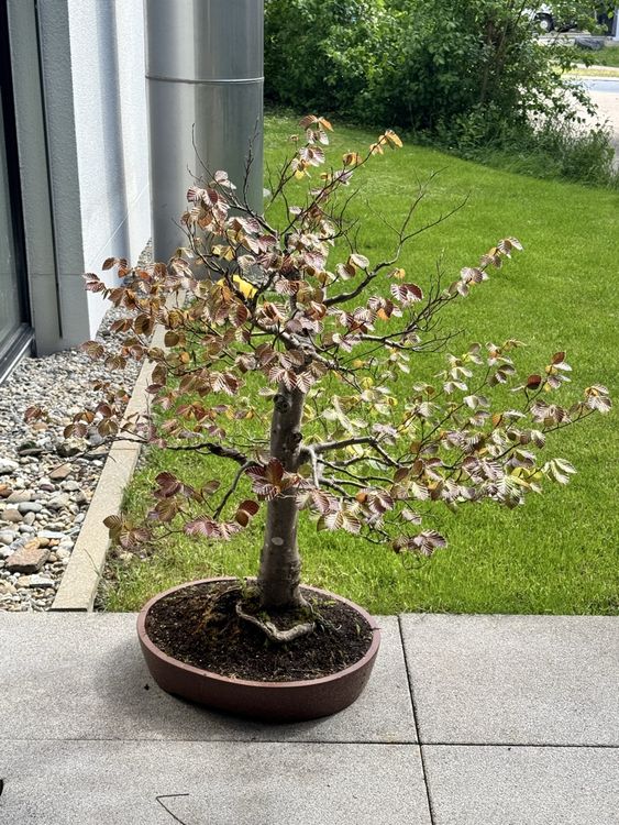 bambus zahnbürste aldi Schallzahnbürste kaufen: Helle & gesunde Zähne
