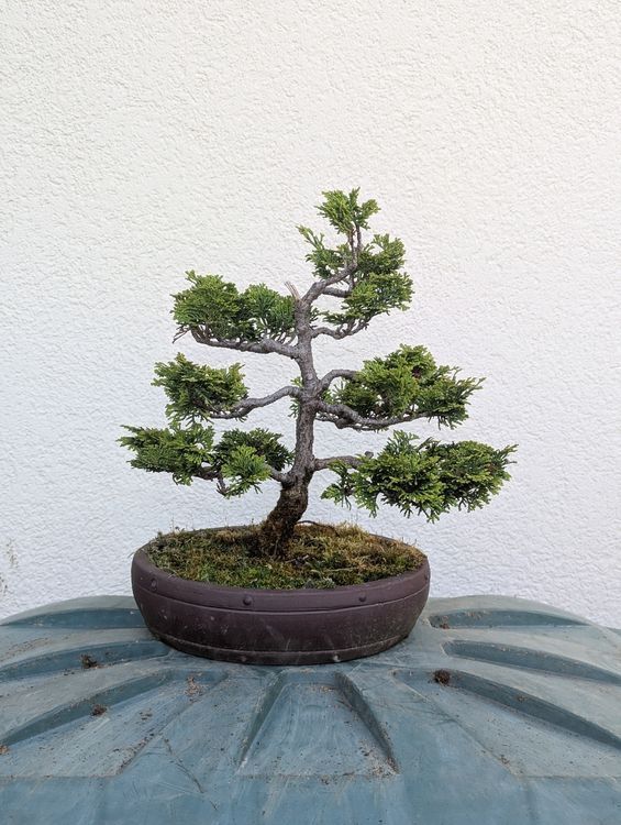 Pflanzen & Samen: Hinoki Cypress Bonsai – Gebraucht aus Ennetbaden von miboo