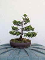 Hinoki Cypress Bonsai