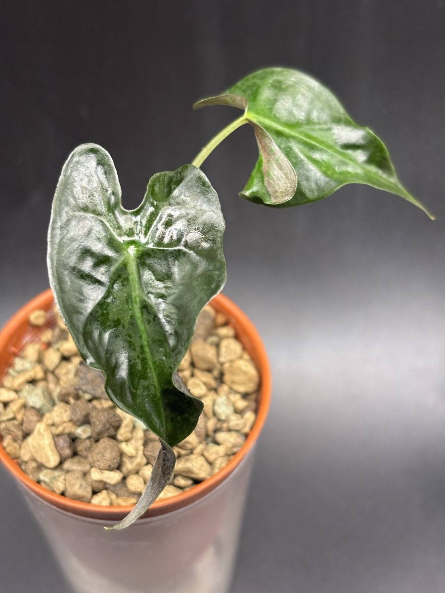 Piante & sementi: Alocasia Loco 1-11 – Nuovo e nell'imballaggio originale da Basel venduto da Pink_White