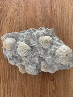 Fossilienplatte 15cm mit Muscheln - Ein Stück Erdgeschichte!