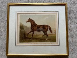 Antike Pferde-Lithographie "Blairrathol" von 1868 gerahmt