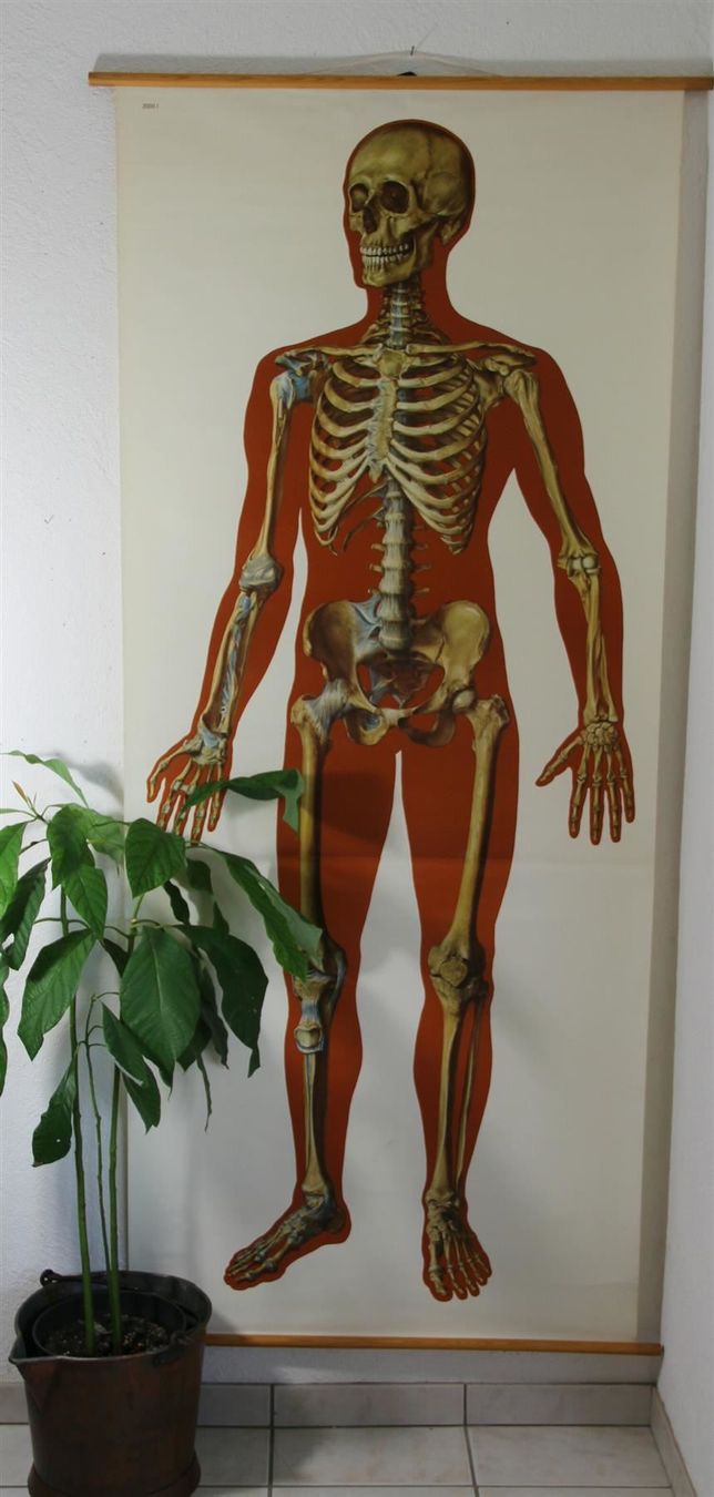 Poster & Bilder: Schulwandbild "Skelett" 185  cm x 85 cm – Gebraucht aus Birrwil von brandschatz_birrwil 6