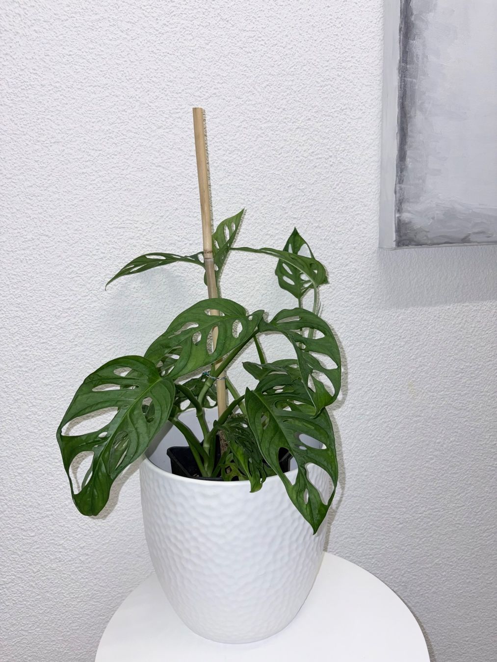 Plantes & graines: Monstera 'Monkey Leaf Monstera adansonii 46 cm – D'occasion à Kilchberg ZH par malibubeach 2