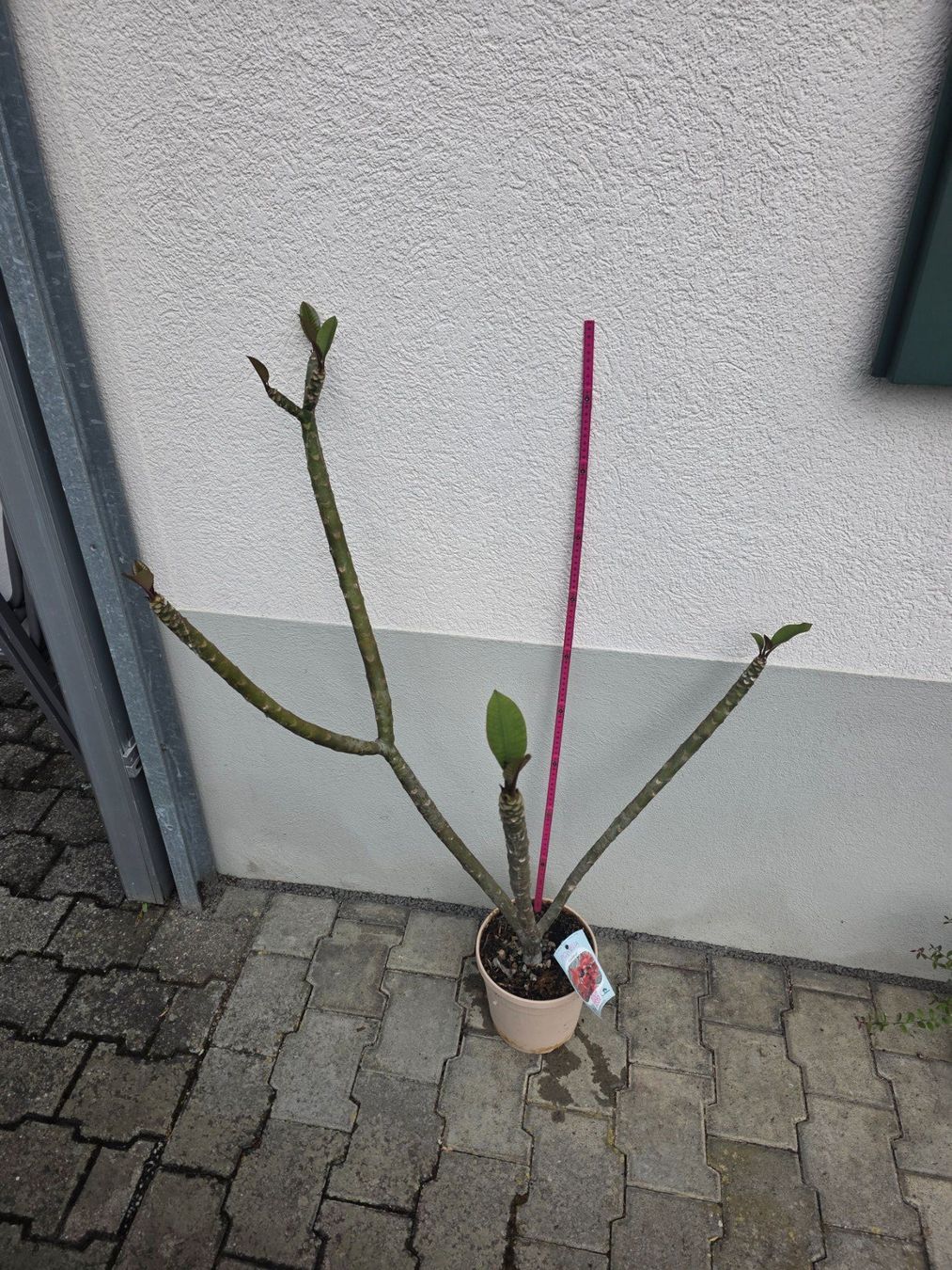 Pflanzen & Samen: Plumeria rubra "Cardinal" / Frangipani / Tempelblume – Neu (gemäss Beschreibung) aus Thalheim von silvara01 3