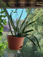 XL Epiphyllum Blattkaktus 50 cm mit Hängetopf rote Blüte