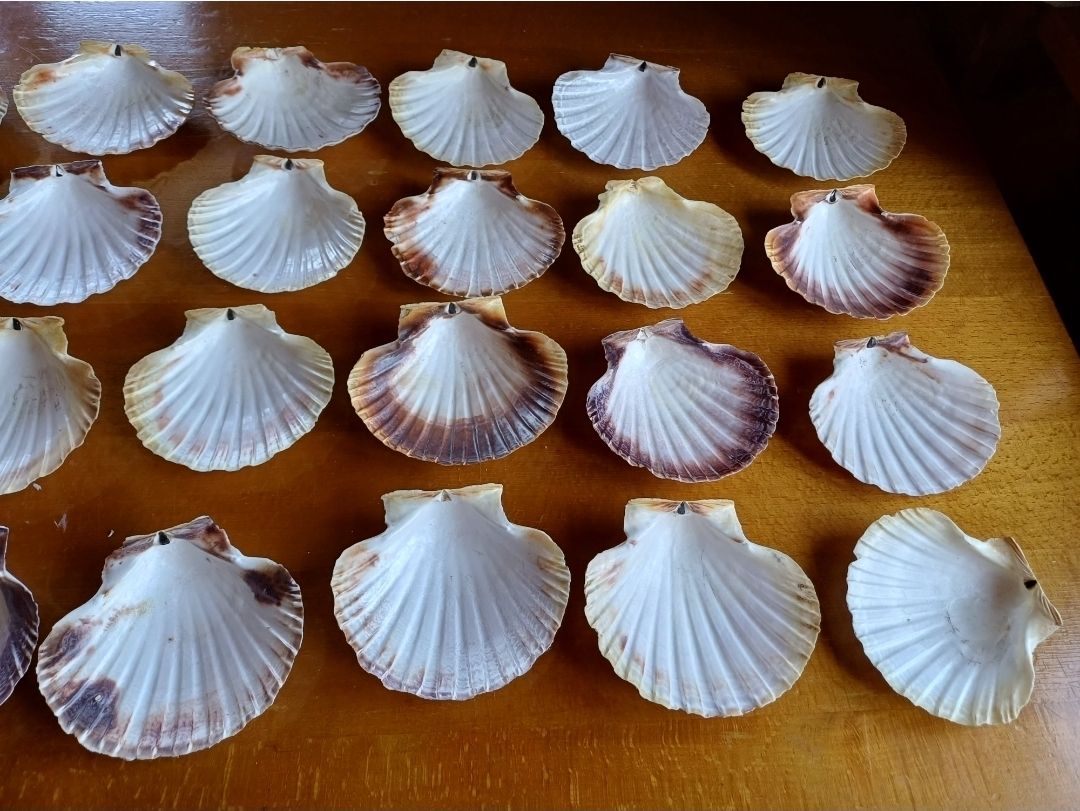 Tutte le decorazioni: 10 schöne Sommermuscheln Deko – Usato da Flaach venduto da ker_6ml7 8