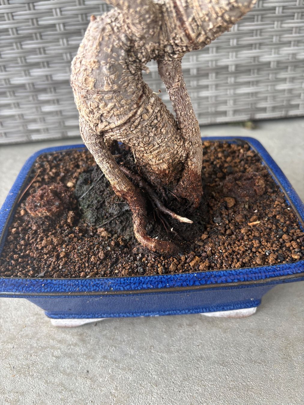 Pflanzen & Samen: Ficus-Bonsai – Gebraucht aus Dussnang von Hakuna_matata7 3