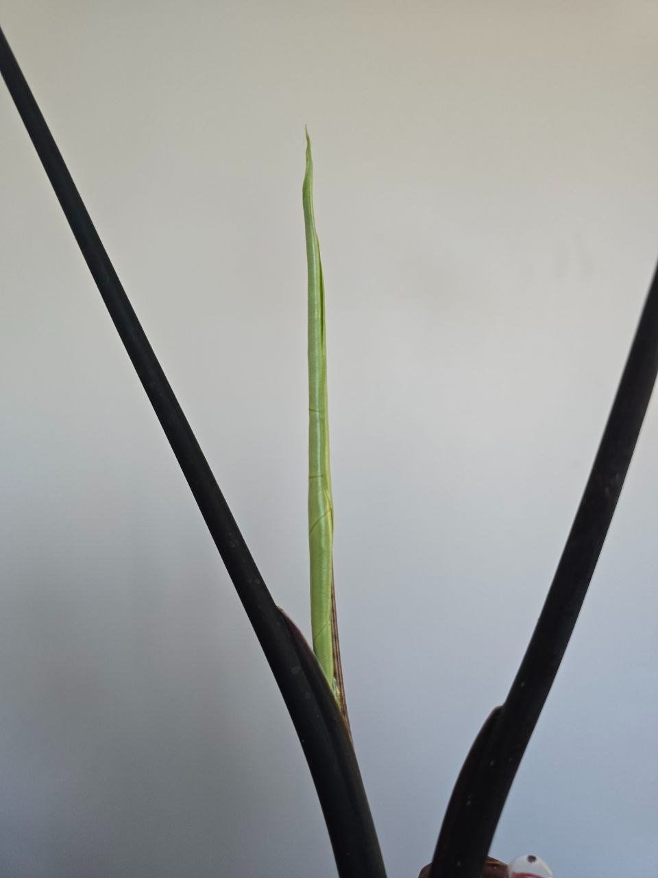 Piante & sementi: Alocasia Black Zebrina – Usato da Nidau venduto da lena_yellow 3