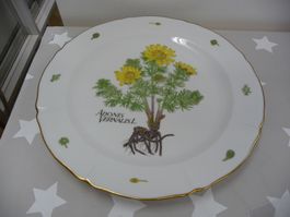 1 Langenthal Teller Adonis Vernalis L