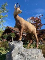 Gamsbock