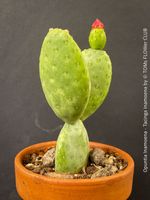 Opuntia Inamoena (Tacinga Inamoena) - skulpturale Schönheit