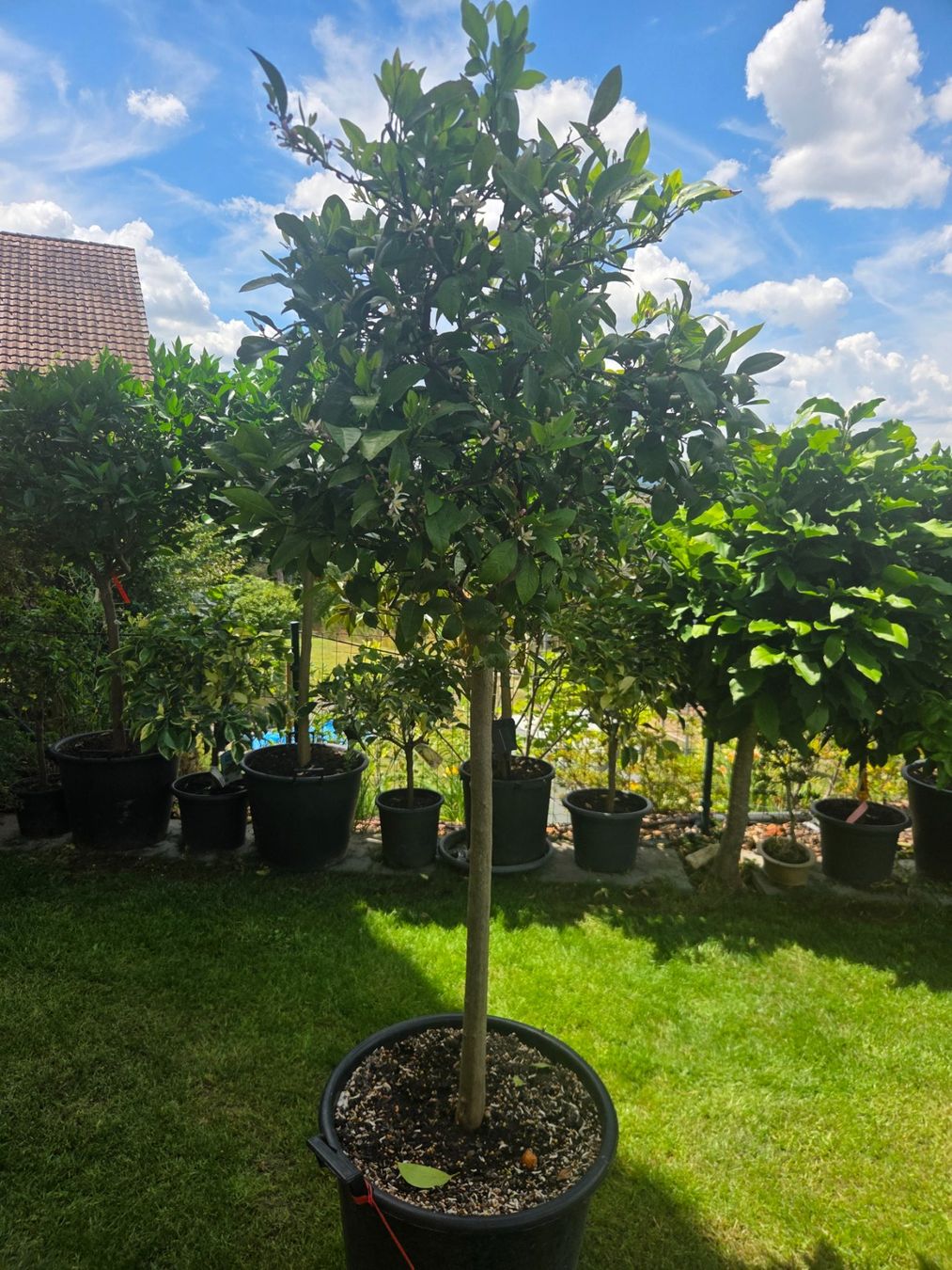 Piante & sementi: zitrus clementine baum 1m80 – Usato da Unterlunkhofen venduto da tomnova 7