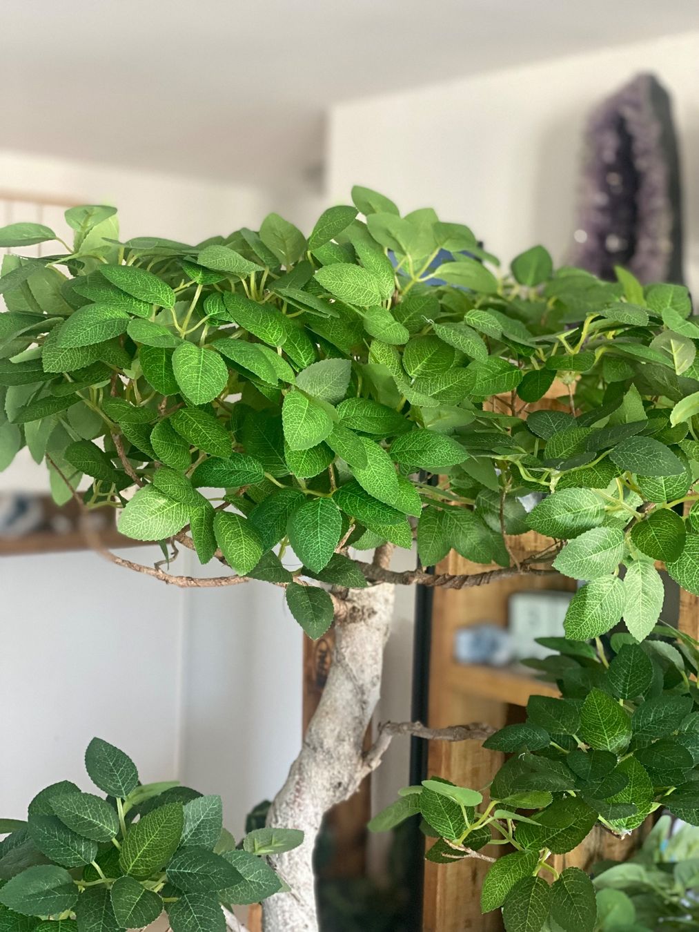 Piante & sementi: Imposanter Ficus - einzigartiger Blickfang – Usato da Aarau Rohr venduto da Sergiomendez 4