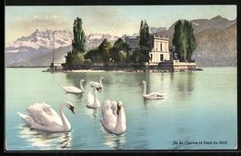 Clarens, Ile de Clarens, Cygnes sur le L