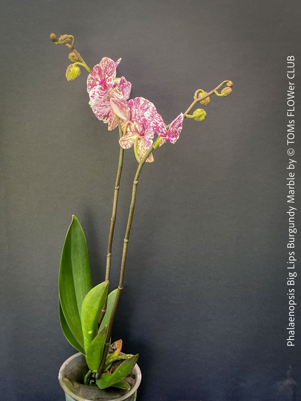 Piante & sementi: Phalaenopsis Burgundy Marble - einzigartige Blütenfarbe – Nuovo e nell'imballaggio originale da Adliswil venduto da TAKEYOURPLANT 2