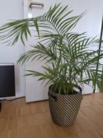 Zimmerpalme Areca im Korb guter Zustand