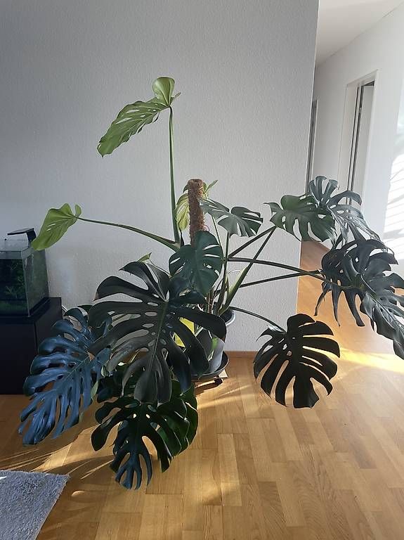 Plantes & graines: Riesige Monstera – Neuf avec emballage d'origine à Bern par pao_96c9