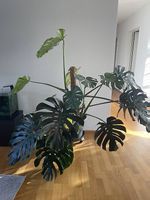 Riesige Monstera