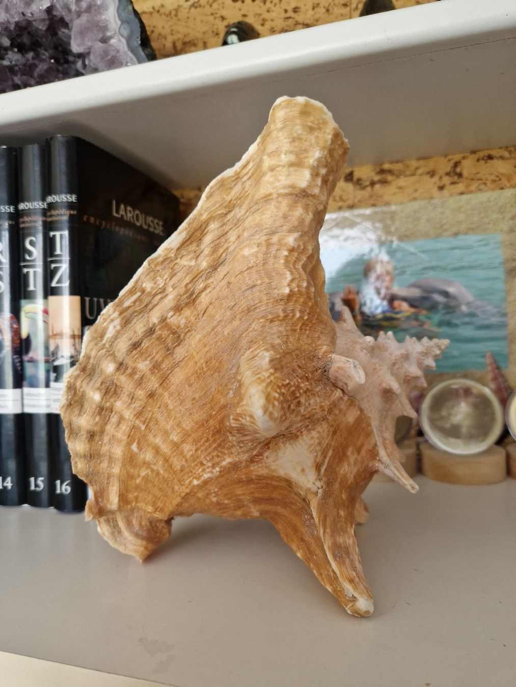 Fossilien:  COQUILLAGE de CUBA grand – Neu (gemäss Beschreibung) aus SAXON von Mariposita1428 1