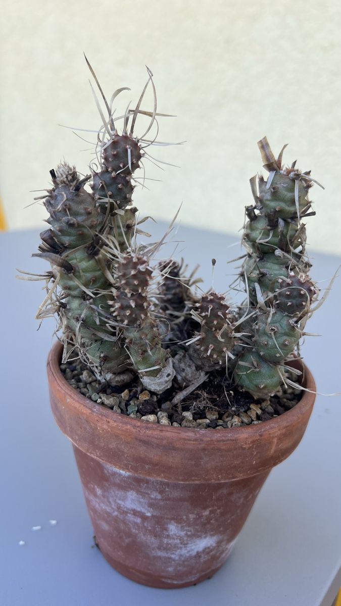 Plantes & graines: Kaktus Tephrocactus – D'occasion à Pfyn par dan_9mbw 2